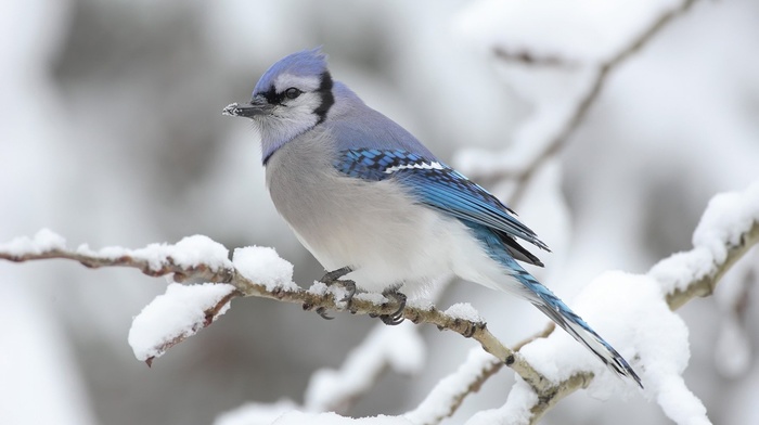 birds, snow, winter, nature