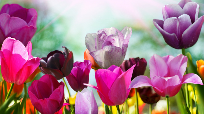 flowers, colors, tulips, flower, petals