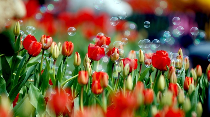 tulips, spring, flowers, flower