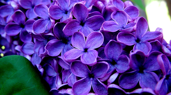 branch, flowers, macro