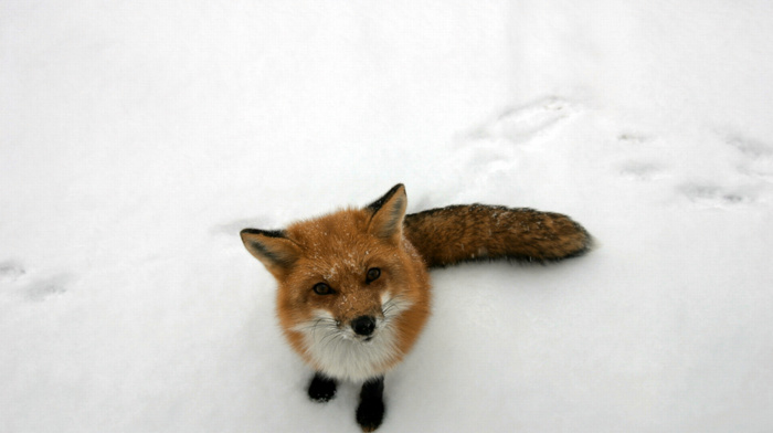 fox, curious, snow, animals