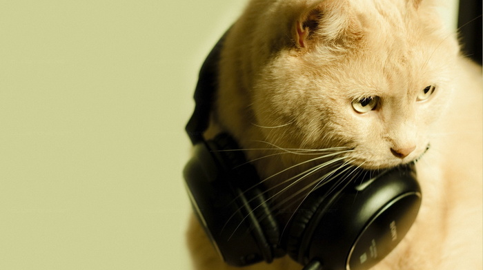 animals, cat, macro, headphones