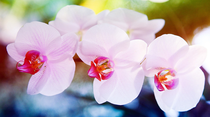 macro, flowers