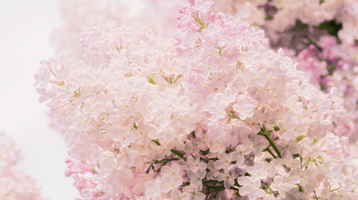 tenderness, pink, flowers, macro, spring
