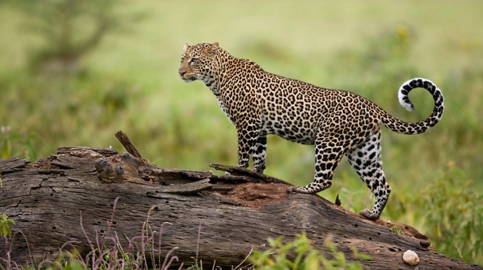 predator, animals, leopard, nature