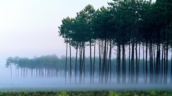 landscape, mist, dawn, trees, nature, pine trees