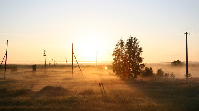 dawn, morning, nature, tree, Russia, field, mist
