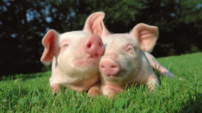 nature, animals, grass