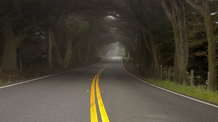 mist, road, trees, nature