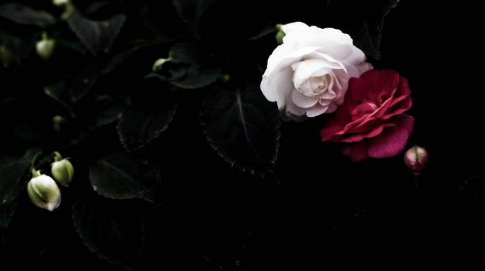 petals, roses, leaves, black, couple, background, flowers