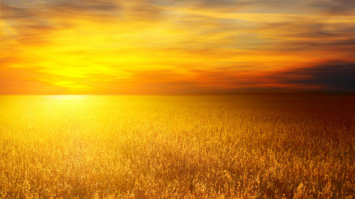 wheat, photo, nature, Sun