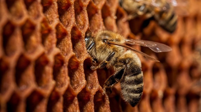 bees, macro, animals