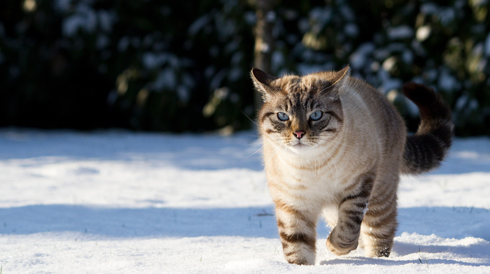 snow, nature, cat, animals, winter