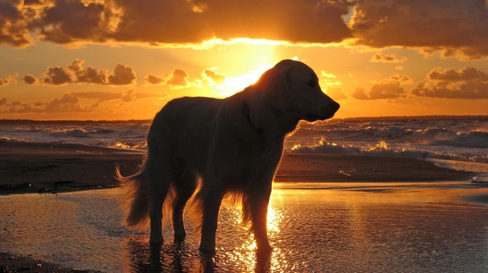 dog, sunset, water, sky, sea, animals