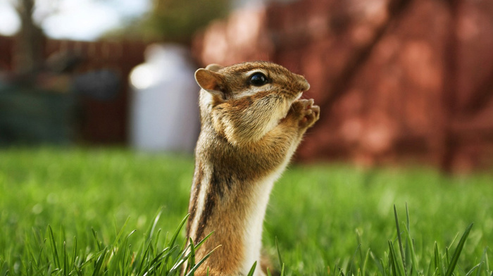 animals, grass