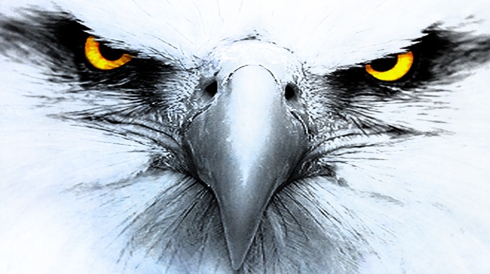 eagle