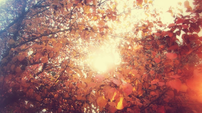 leaves, fall, sunlight