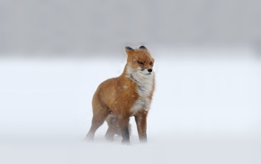 snow, fox, animals