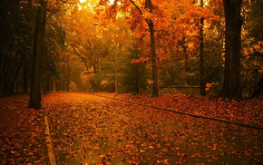 road, trees, leaves