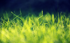 grass, closeup, nature