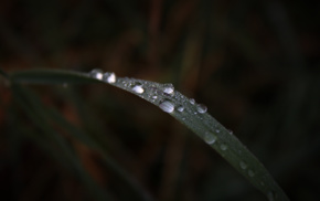 water, grass, nature, closeup, rain, macro