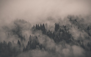 clouds, alone, forest