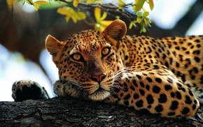 animals, leopard