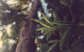 redwood, leaves, macro