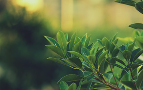 depth of field, leaves, green