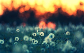 landscape, nature, depth of field, grass
