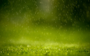 nature, depth of field, rain, green, grass