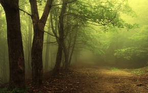 forest, trees