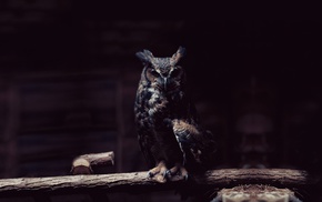 owl