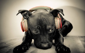 headphones, animals, dog, dark, music, Beats