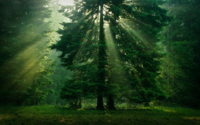 sunlight, forest, trees, green