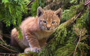 animals