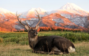 deer, mountain, sunset, horns, animals