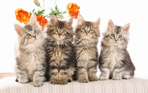 kittens, animals, flowers