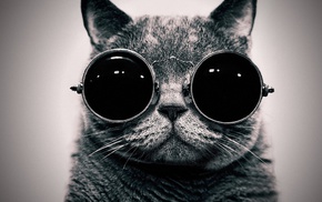 animals, glasses, black, monochrome, cat