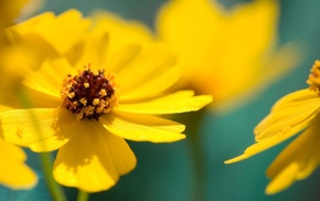 macro, flowers