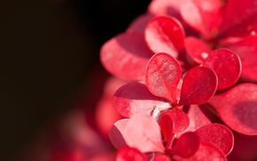 flowers, macro