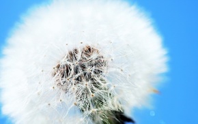 flowers, macro