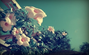 flowers