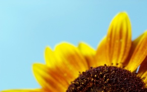 flowers, sky