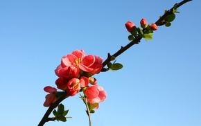 branch, flowers