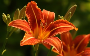 flowers