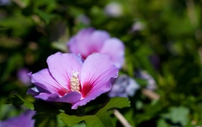 flowers, Sun