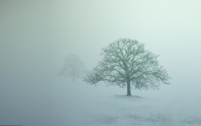 mist, abstract, winter, trees