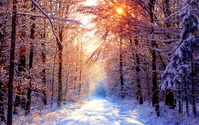 winter, forest, nature, sunlight