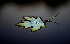 macro, leaves, water drops, water